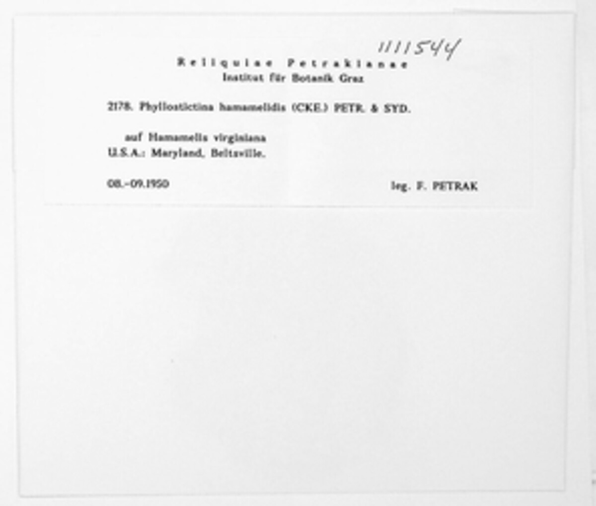 Phyllostictina hamamelidis image